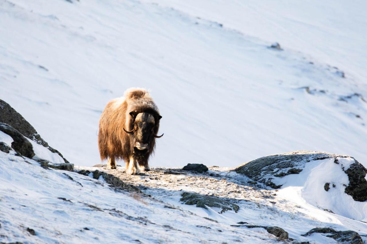 Rondane River Lodge - Rondane Gjestegard Enden Luaran gambar