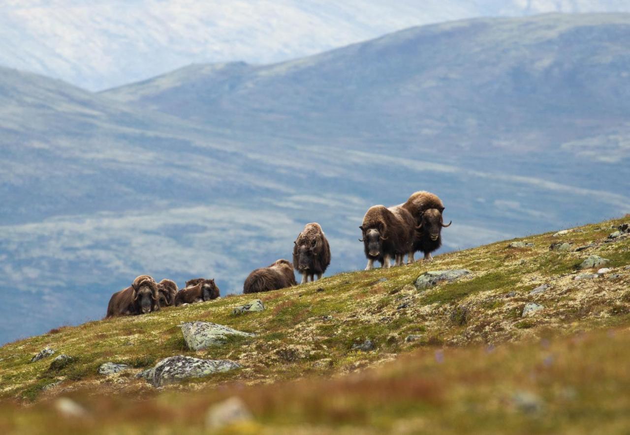 Rondane River Lodge - Rondane Gjestegard Enden Luaran gambar
