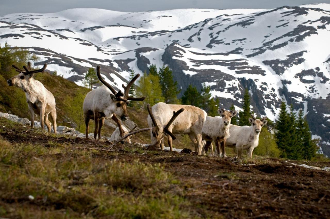Rondane River Lodge - Rondane Gjestegard Enden Luaran gambar