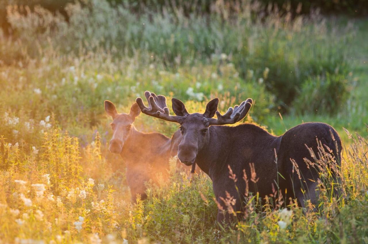 Rondane River Lodge - Rondane Gjestegard Enden Luaran gambar